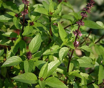 Thai Basil (Tukmaria)-Siam Princess