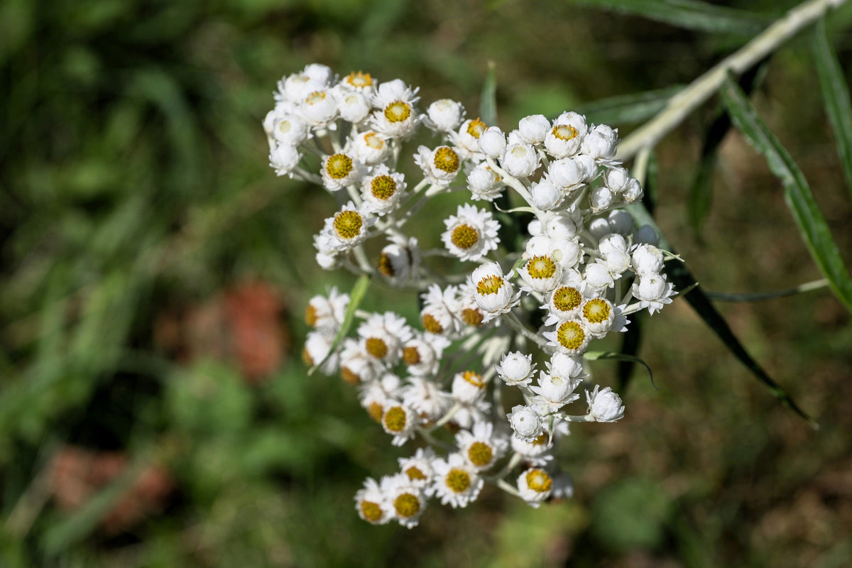 Pearly Everlasting (Anaphalis margaritacea) Seeds – 100 ct