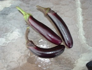 Eggplant-Shyamala