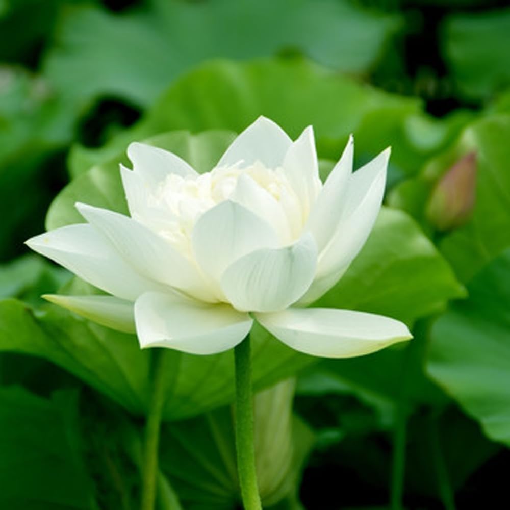 Open Mouth Bonsai Lotus Seeds