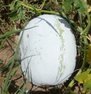 Ash Gourd/Melon-Yash