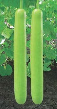 Bottle gourd-Bhim