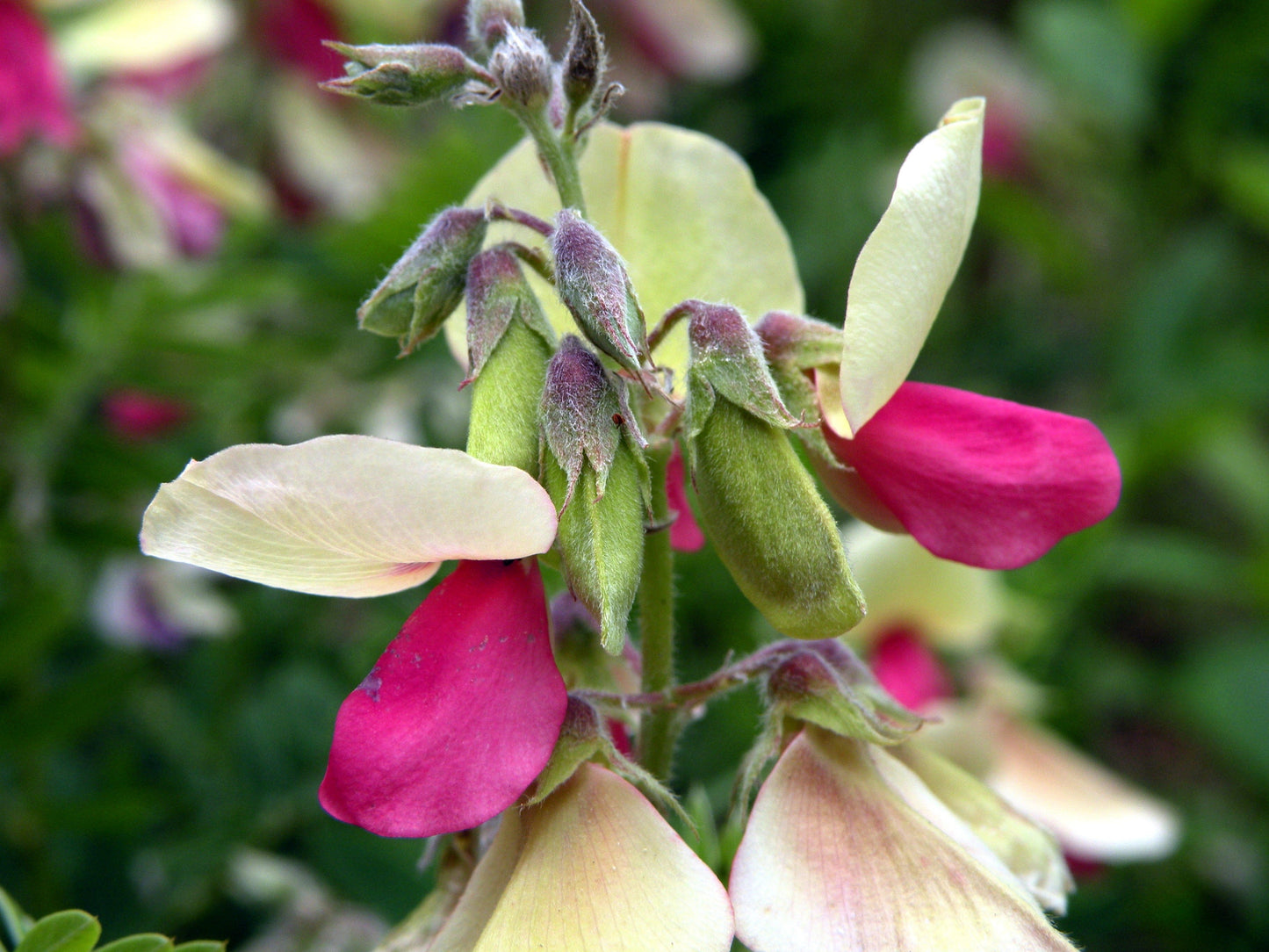30 Goat's Rue (Tephrosia Virginiana Cracca) Seeds