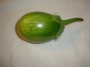 Eggplant-Bijli