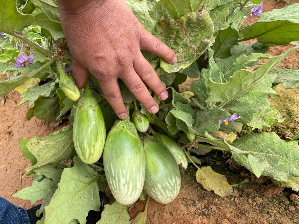 Eggplant-Green Bharta