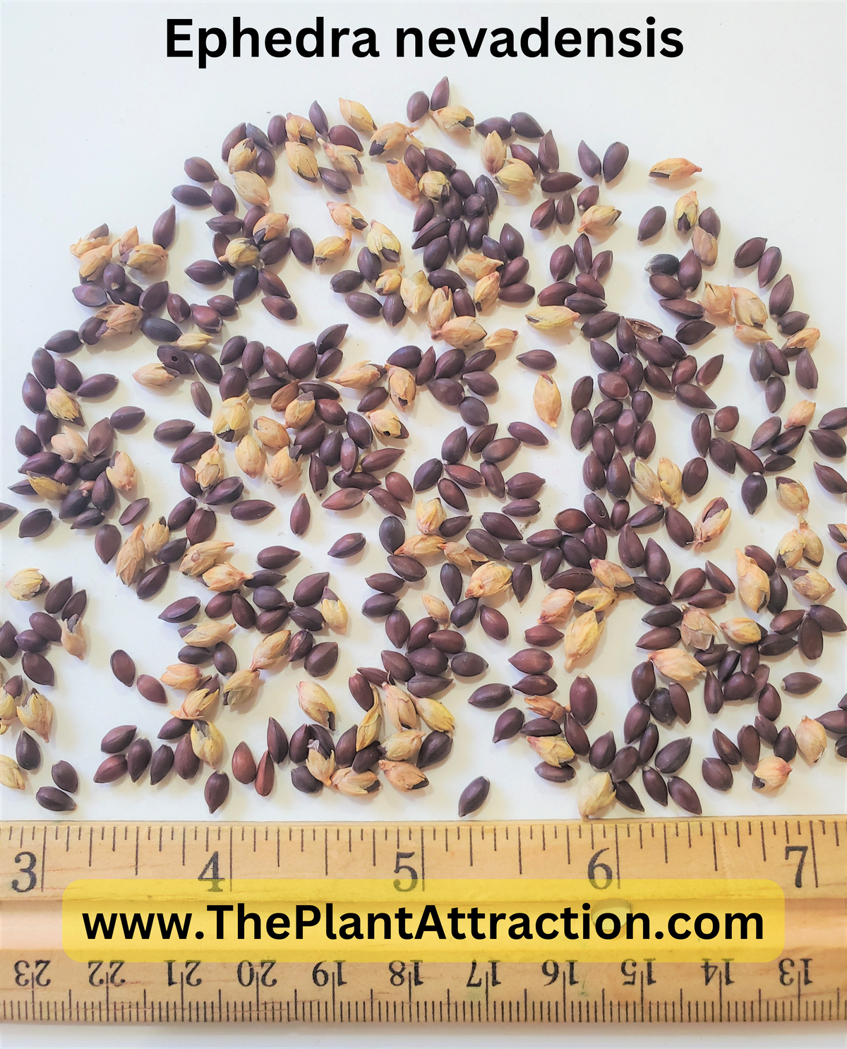 Mormon Tea (Ephedra Nevadensis) Seeds