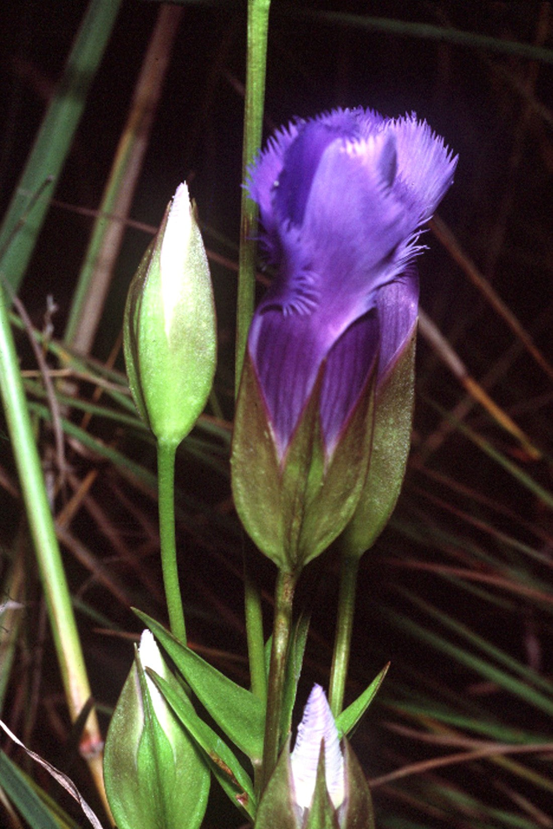 200 Fringed Gentian (Gentiana Crinita Gentianopsis) Seeds