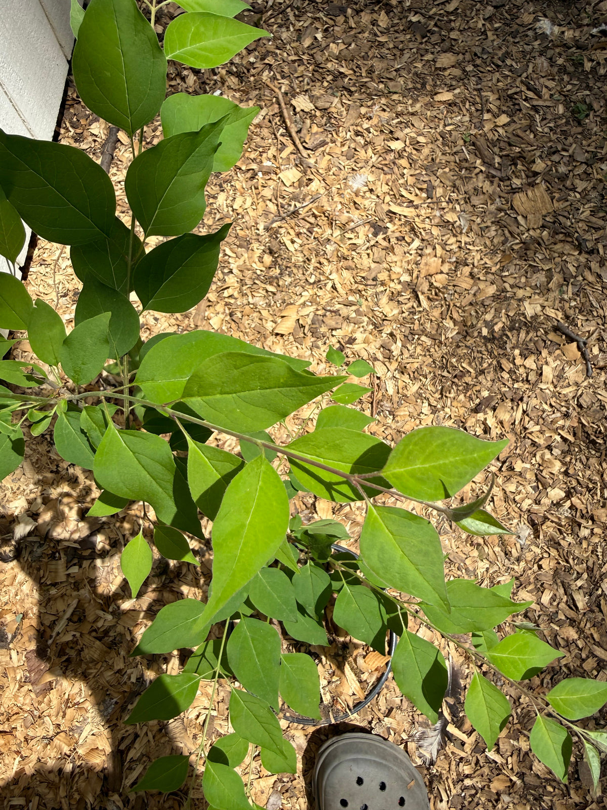 Japanese Tree Lilac (Syringa reticulata) – 1 Gallon Starter Tree (1’ - 2’)