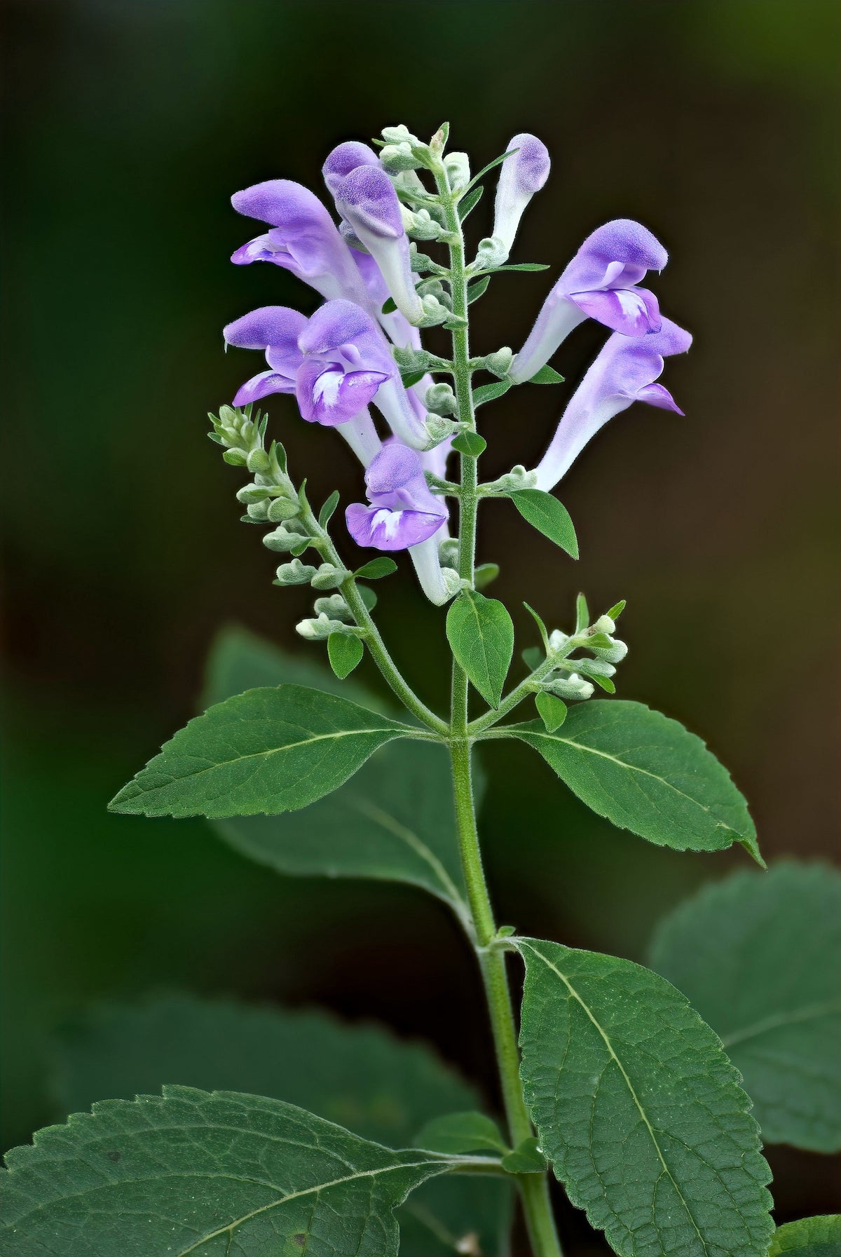 Downy Skullcap (Scutellaria incana) Seeds – 100 ct