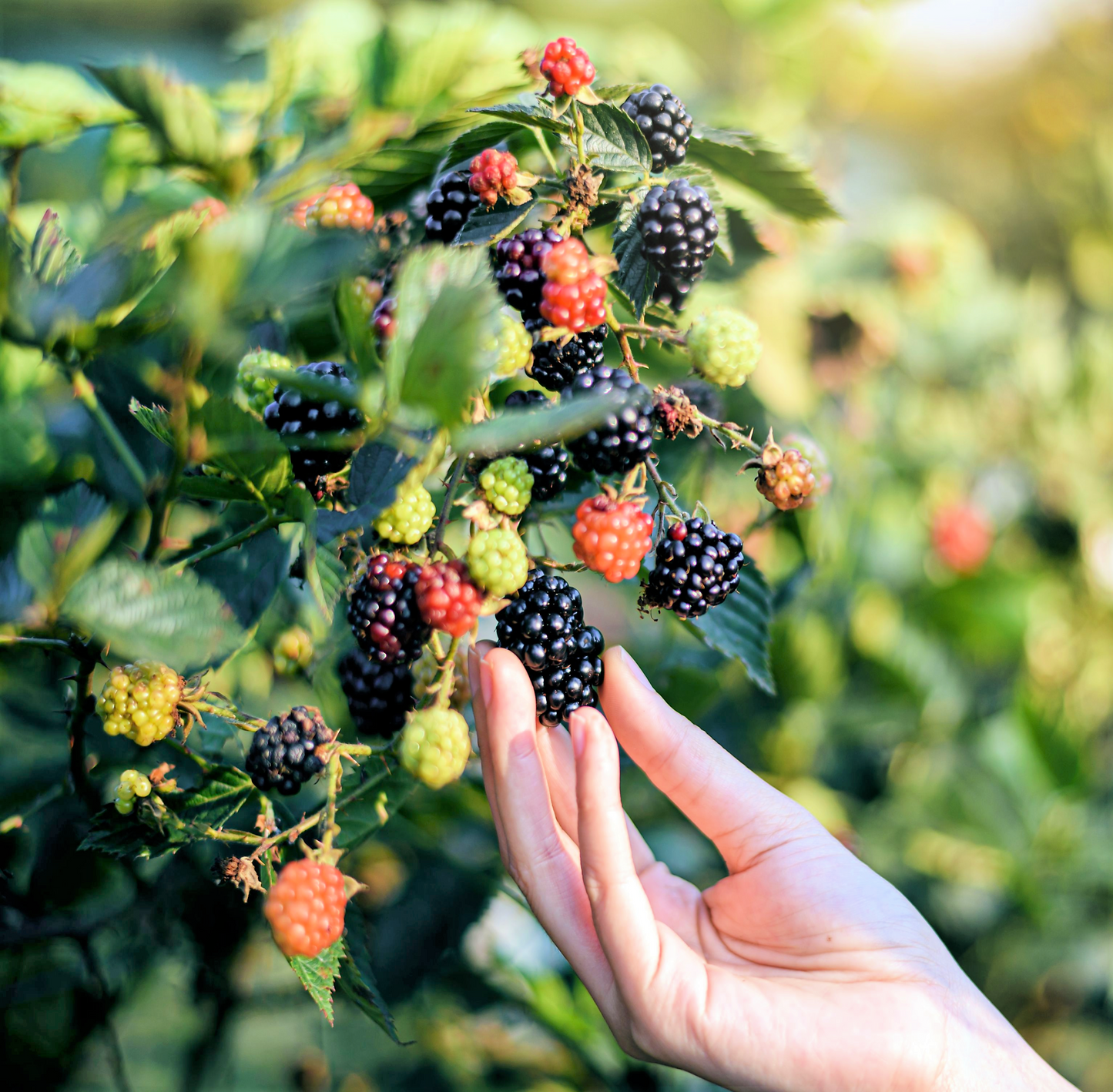 50 Black Raspberry (Rubus Leucodermis) Seeds