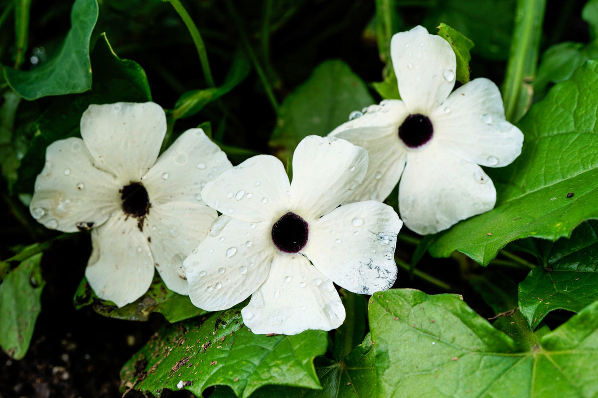 White Black-Eyed Susan Vine (Thunbergia alata) Seeds – 10 ct