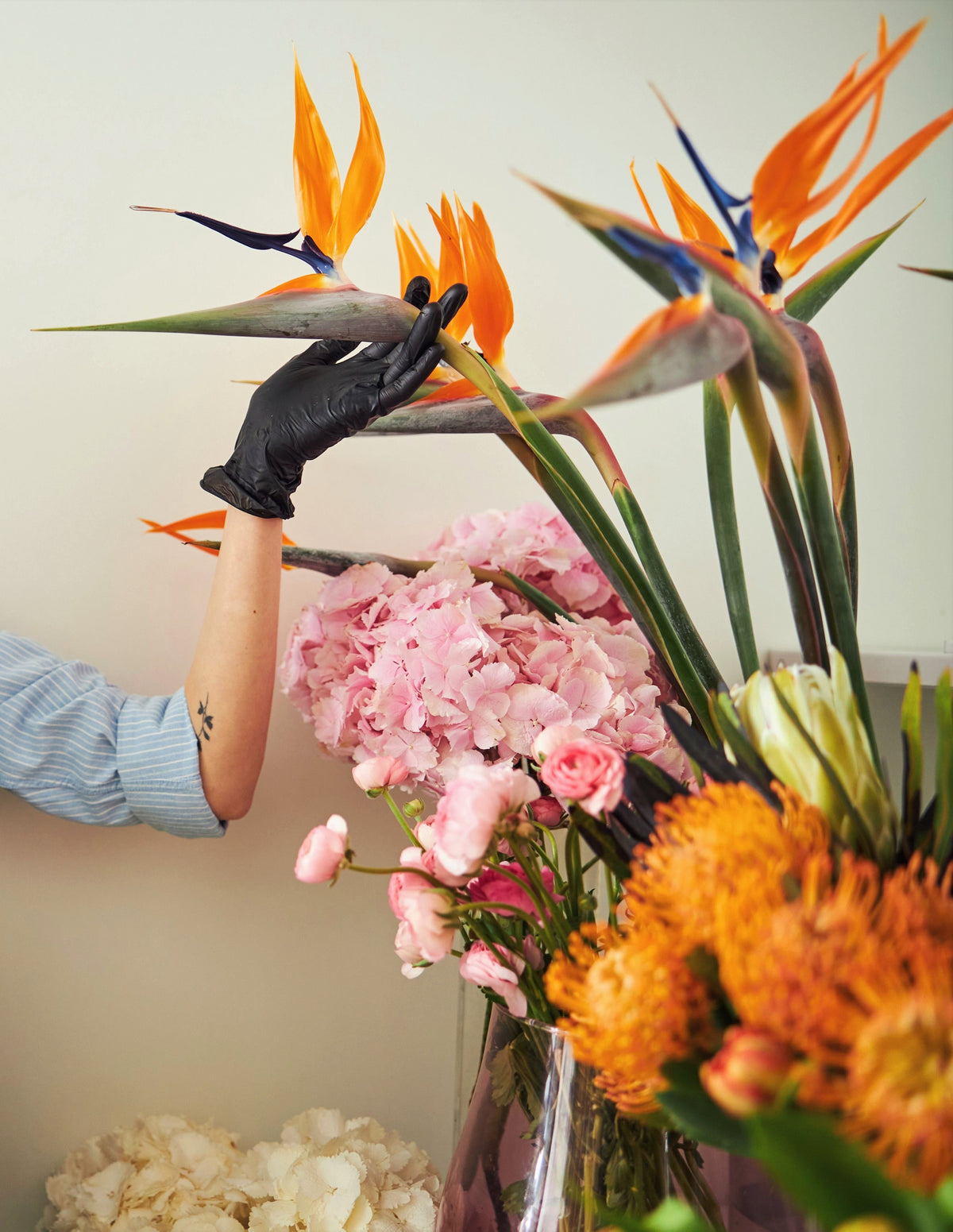 Bird of Paradise (Strelitzia reginae) Seeds – 5 ct