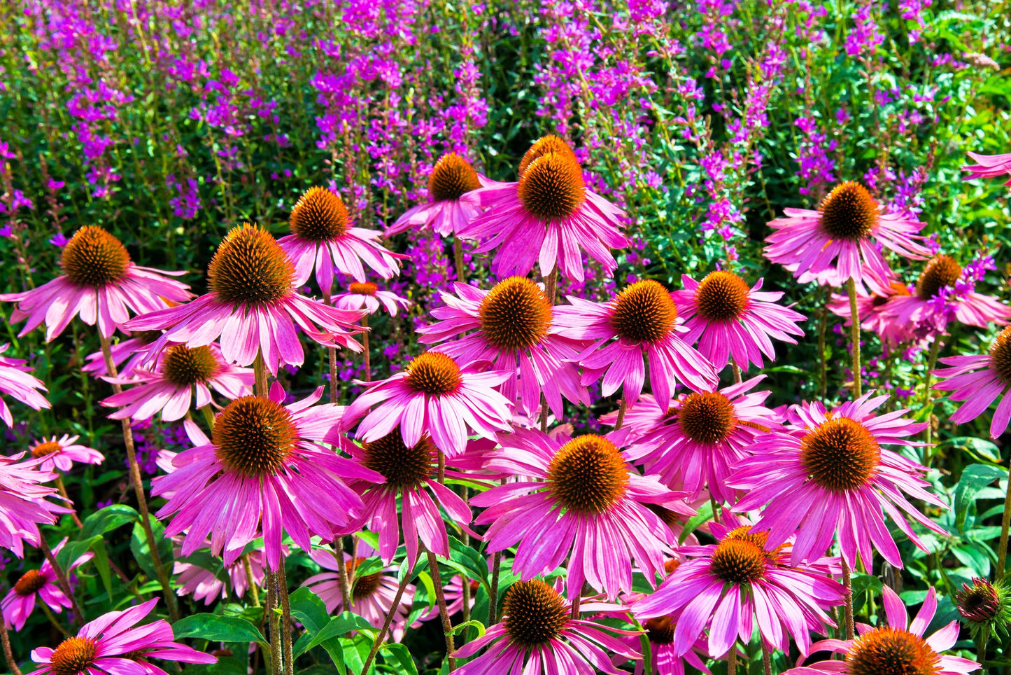 25 Echinacea Purpurea Bright Star Seeds