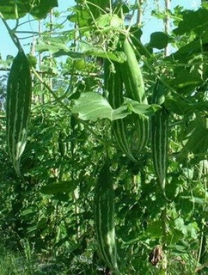 Snake gourd-Naga