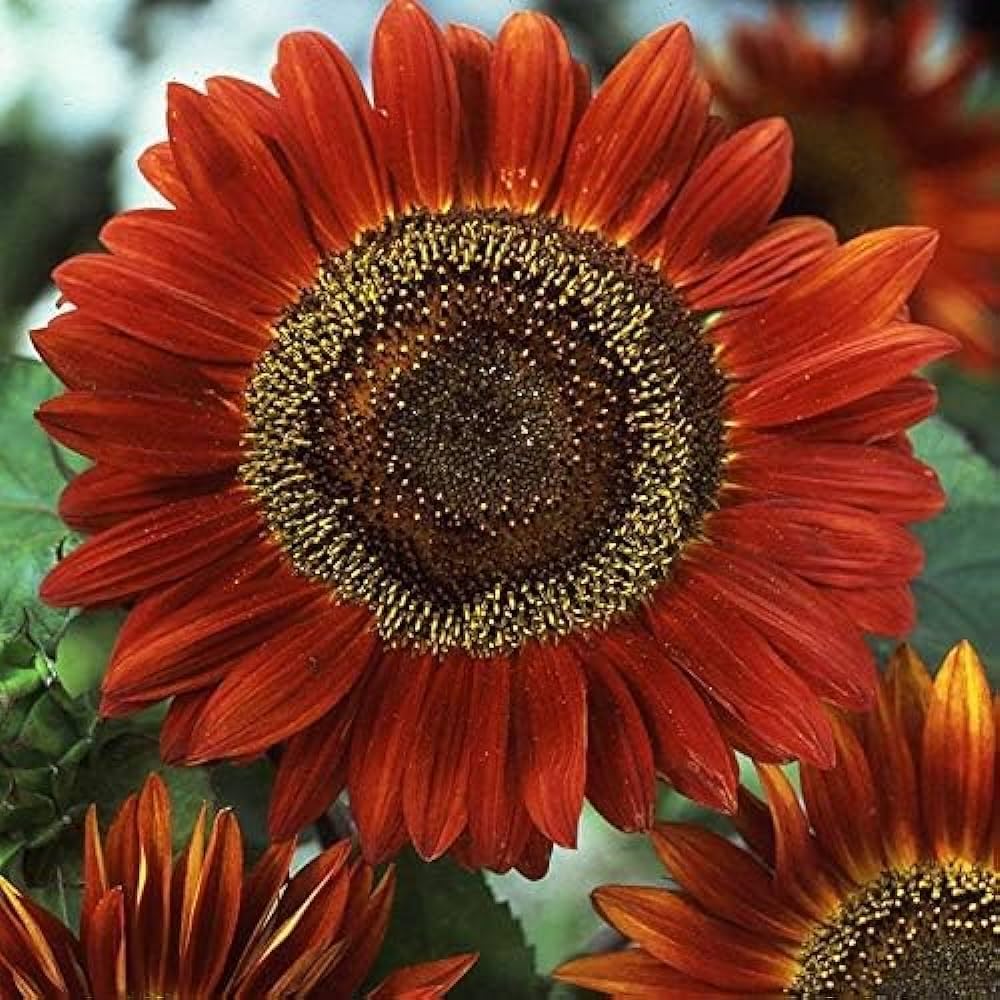 Autumn Beauty Sunflower Seeds – Multi-Colored Garden Blooms