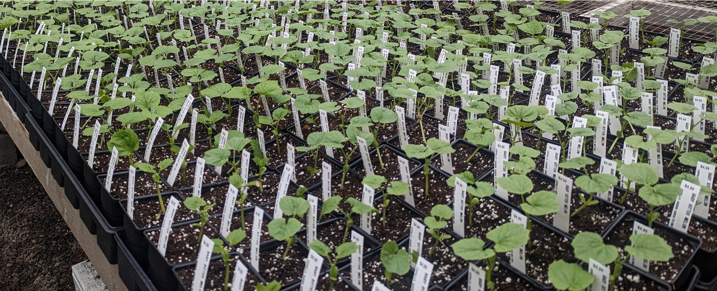 Bitter gourd-Bahadur