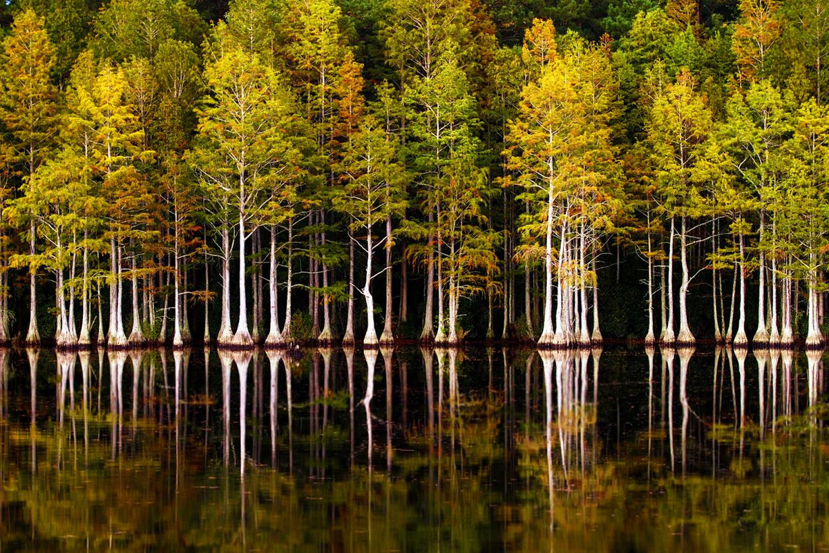 Bald Cypress