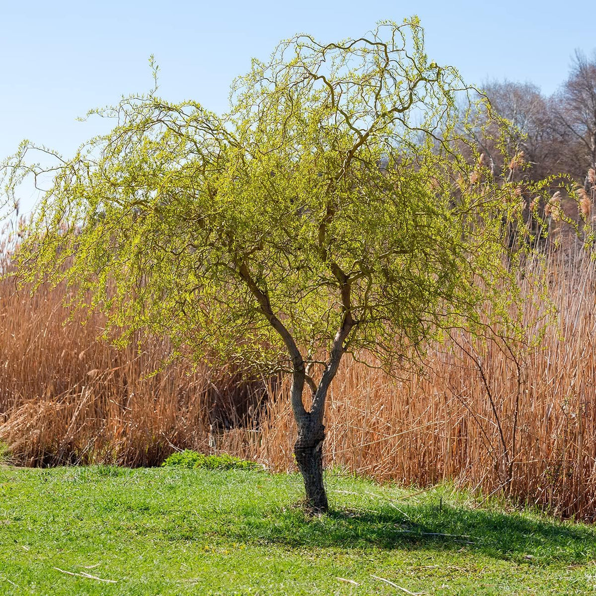 "Scarlet Curls" Corkscrew Willow seedling