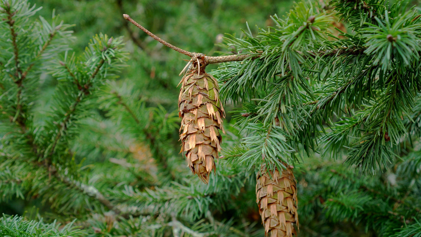 Douglas-fir Beard Oil