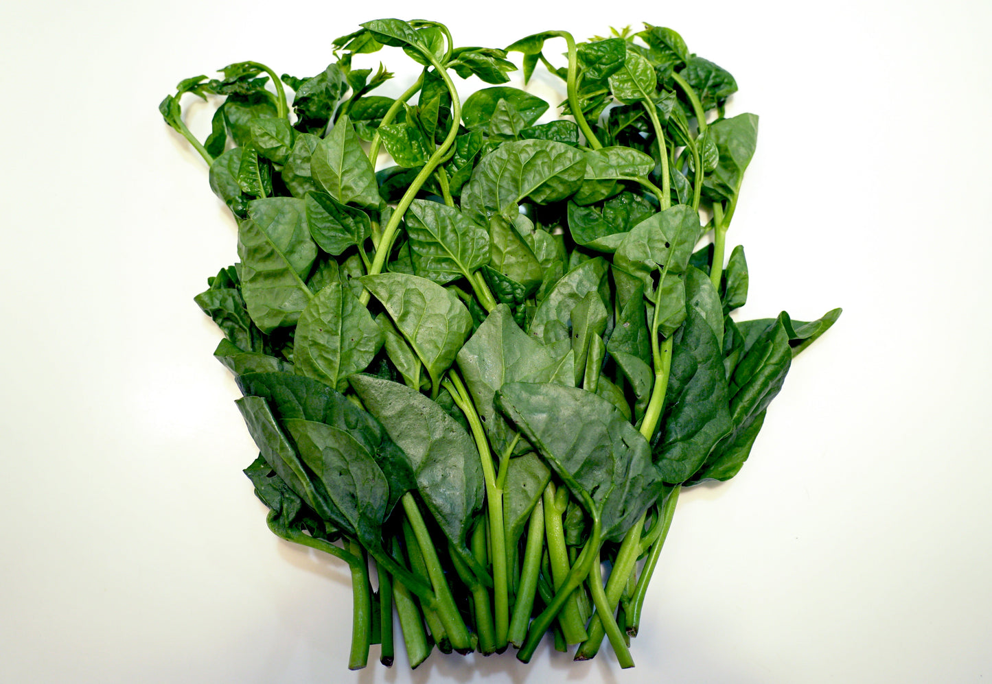 50 'Green Vines Supreme' Malabar Spinach (Basella Alba) Seeds