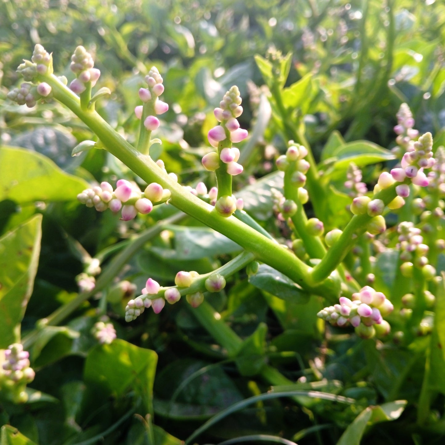50 'Big Round Leaf' Malabar Spinach (Basella Alba) Seeds