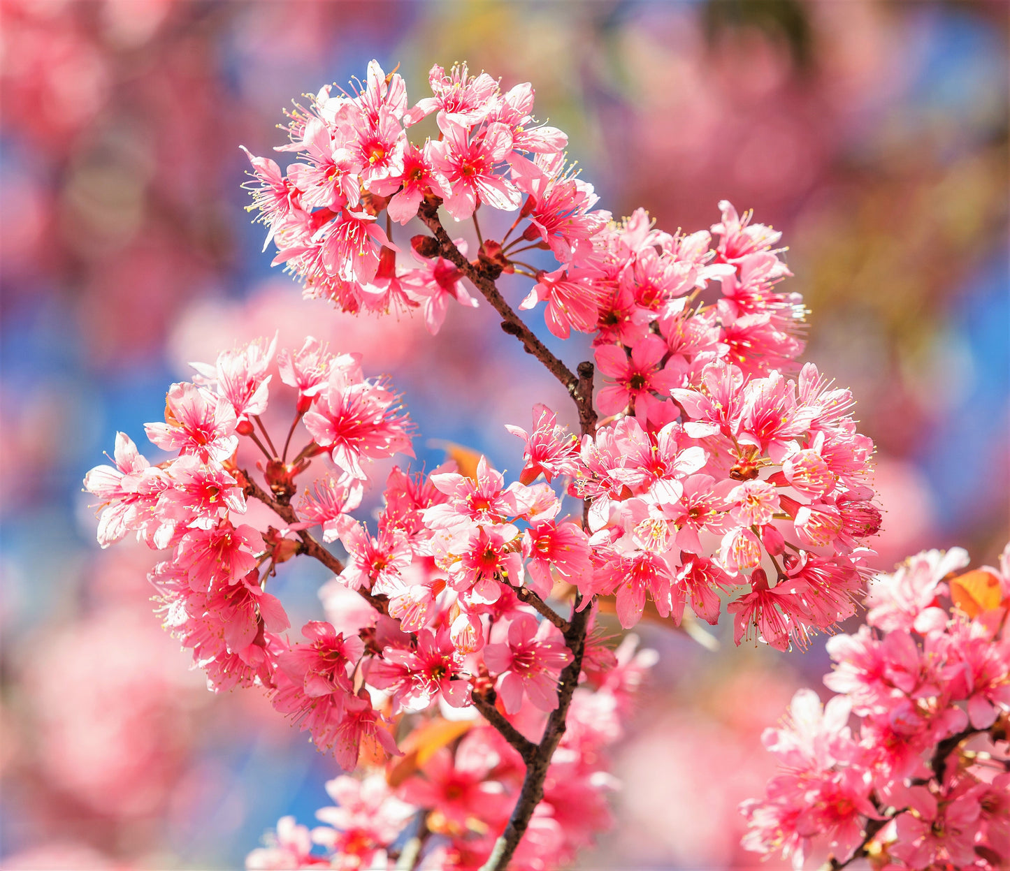 5 Himalayan Cherry (Prunus Cerasoides) Seeds
