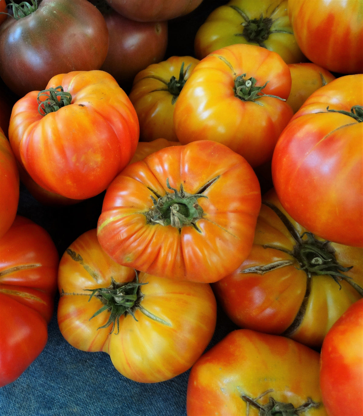Oaxacan Jewel Tomato (Solanum lycopersicum) Seeds – 50 ct