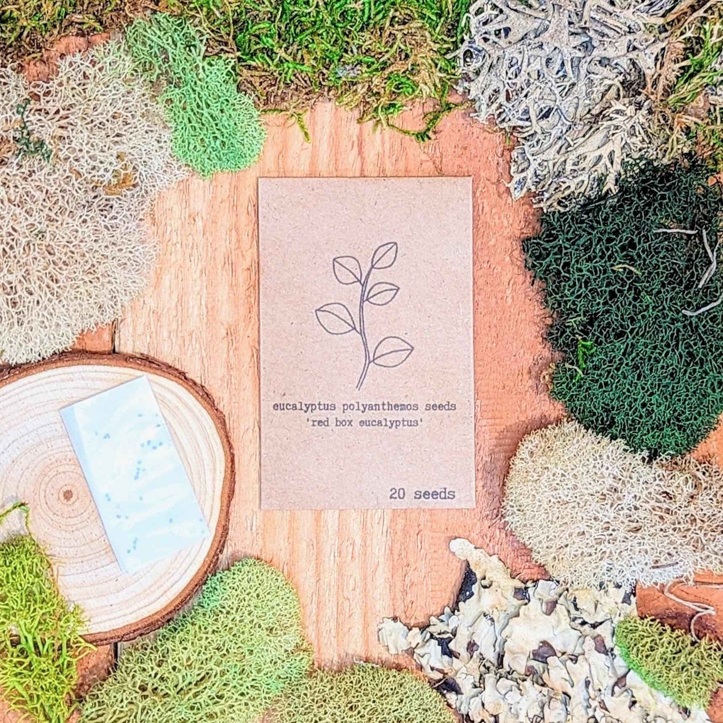Eucalyptus Polyanthemos 'Red Box' Seeds