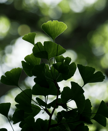 Ginkgo Biloba 'Maidenhair Tree' Seeds