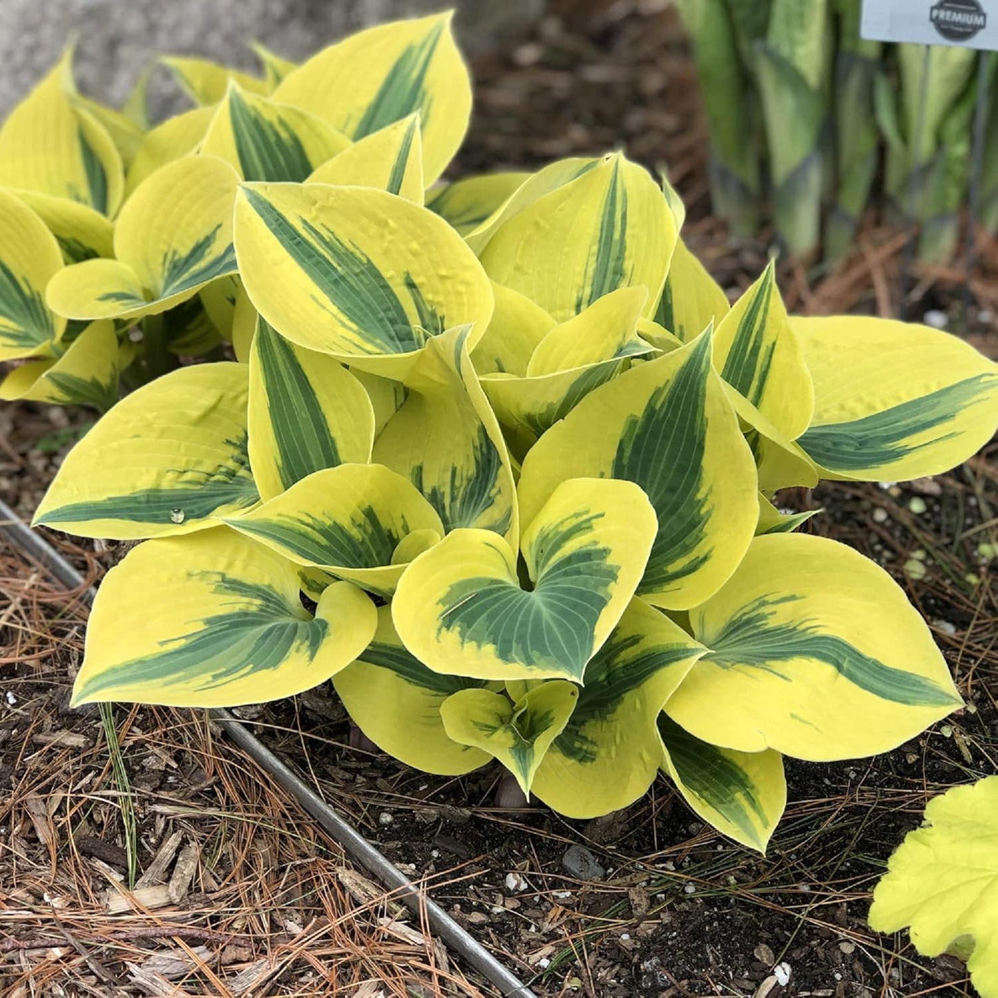 Autumn Frost Hosta Plant And Fragrant Plantain Lily Seeds