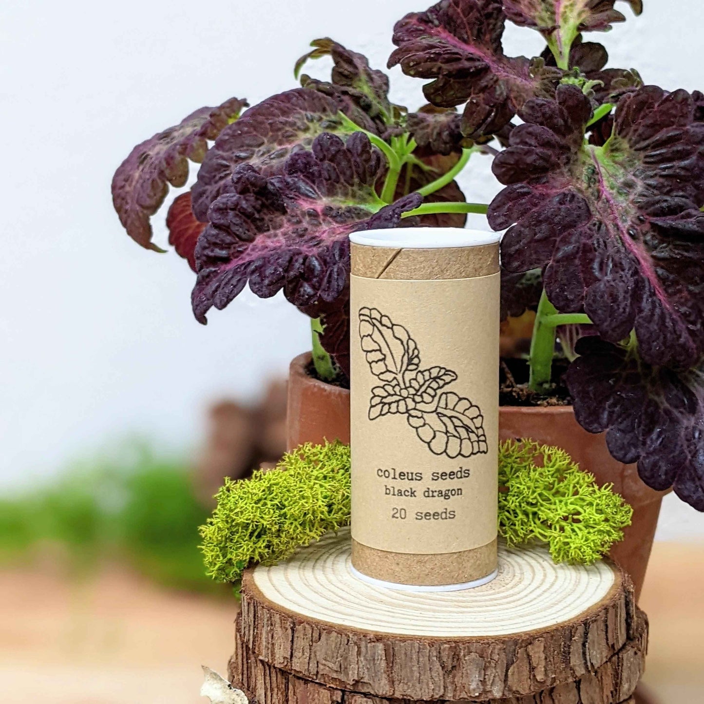 "Houseplant Newbie" Houseplant Seed Collection