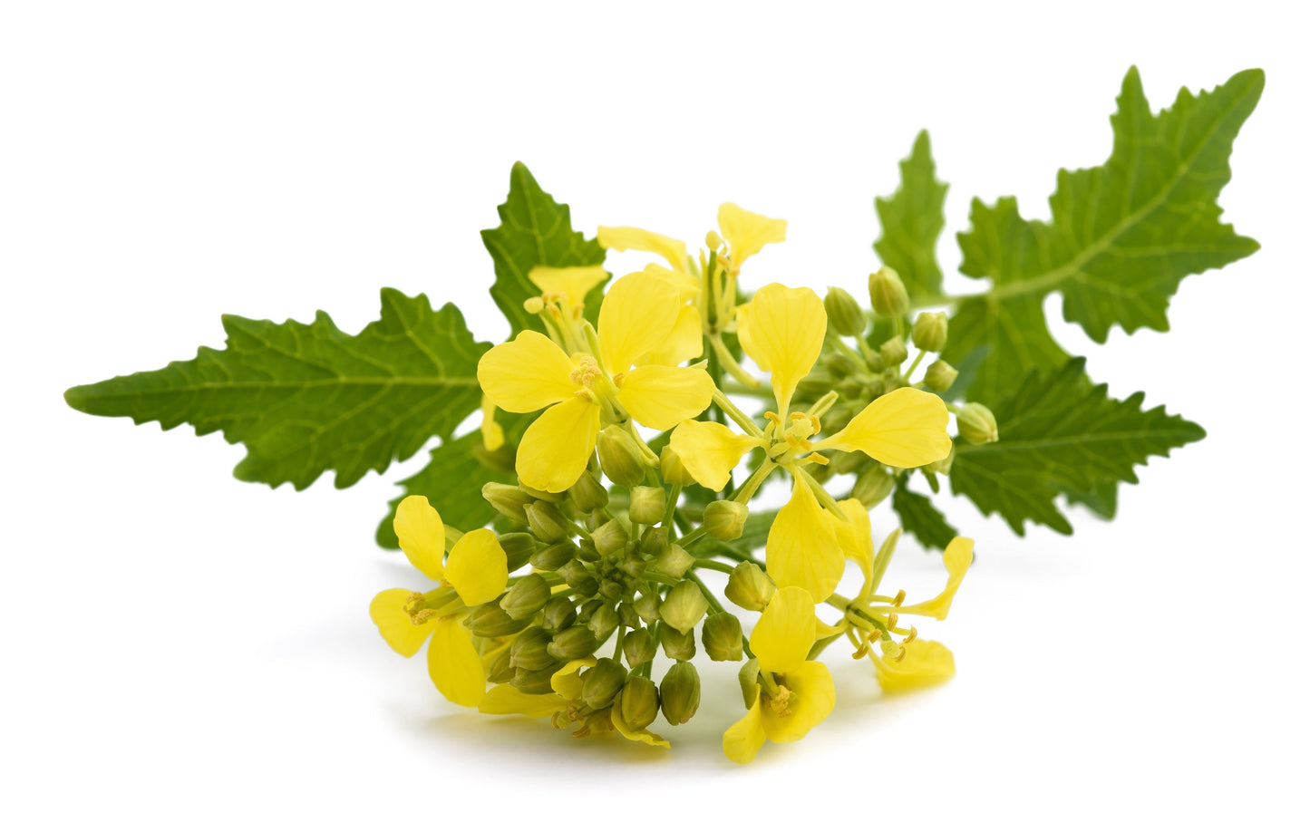 1000 Yellow Mustard (Brassica Juncea) Seeds