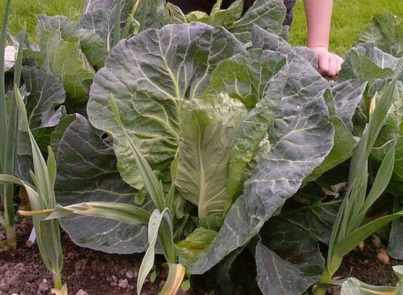 Charleston Wakefield Cabbage (Brassica oleracea var. capitata) Seeds – 300 ct