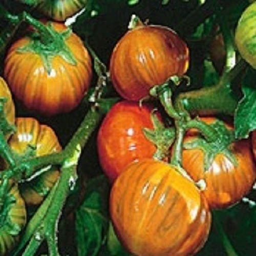 25 Turkish Orange Eggplant (Solanum Aethiopicum) Seeds