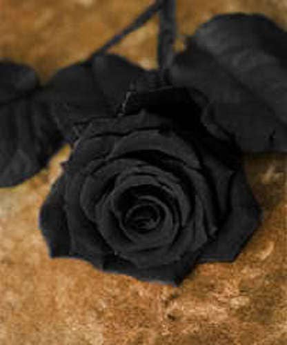 5 Black Rose (Rosa) Seeds