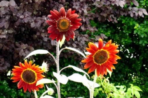 100 Evening Colors Sunflower (Helianthus Annuus) Seeds
