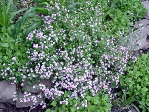 500 Pink Rock Soapwort (Saponaria Ocymoides) Seeds