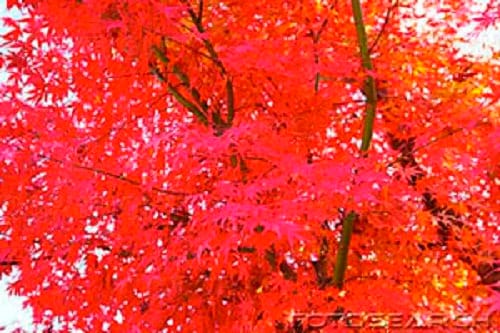 25 Siberian Maple Tree (Acer Ginnala) Seeds
