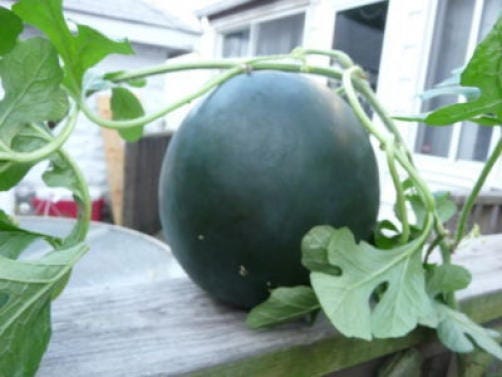 100 Sugar Baby Watermelon (Citrullus lanatus) Seeds