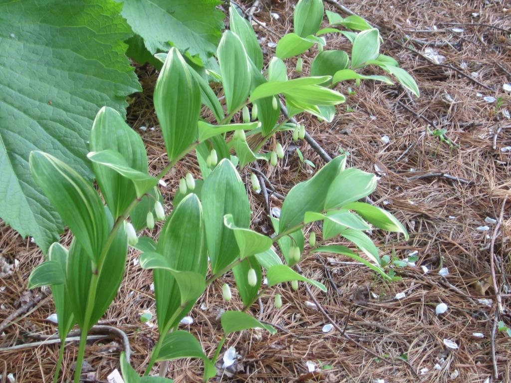15 Solomon's Seal (Polygonatum Canaliculatum) Seeds