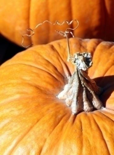 50 Jack o Lantern Pumpkin (Cucurbita Maxima) Seeds