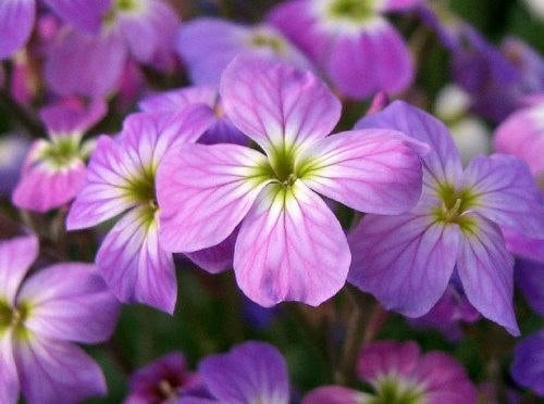 1000 Evening Scented Stock (Matthiola Longipetala Bicornis) Seeds