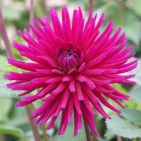 25 Cactus Double Dahlia (Dahlia Variabilis) Seeds
