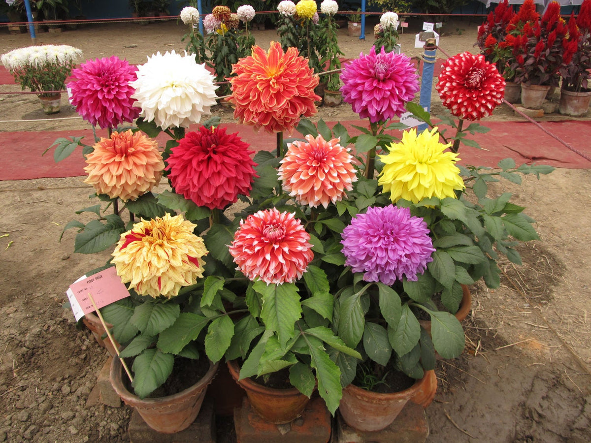 Dwarf Redskin Dahlia Mix (Dahlia variabilis) Seeds – 20 ct