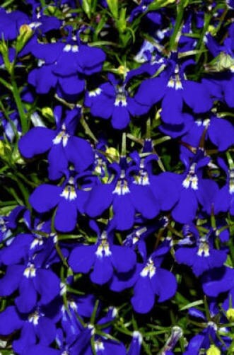 200 Electric Blue & White Half Moon Lobelia (Lobelia Erinus) Seeds
