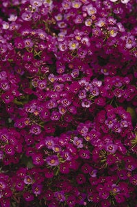 100 EASTER BONNET ALYSSUM Lobularia Maritima Bright Purple Flower Seeds