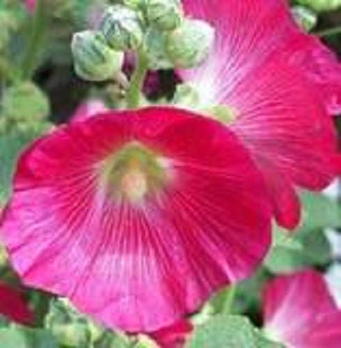 25 BRIGHT PINK HOLLYHOCK Alcea Rosea Flower Seeds Perennial