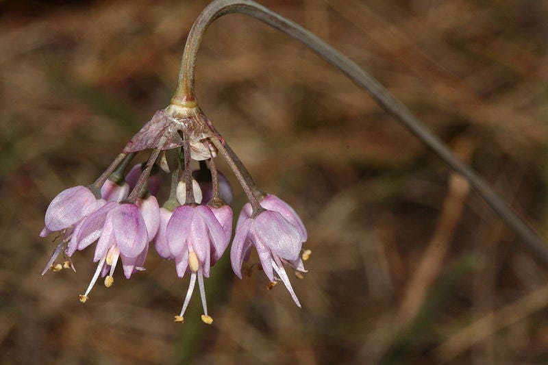 250 ALLIUM NODDING ONION Allium Cernuum Flower Seeds