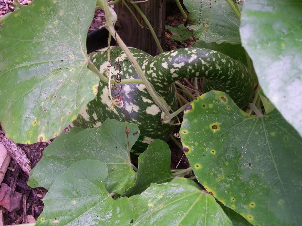 15 Gooseneck/Bottle/Swan Gourd (Lagenaria Siceraria) Seeds