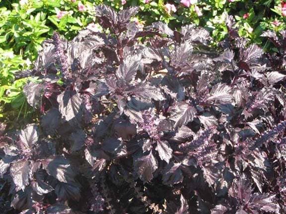 500 Dark Opal Basil (Ocimum Basilicum) Seeds